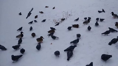 Преданность и предательство