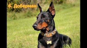 топ 10 самых опасных собак