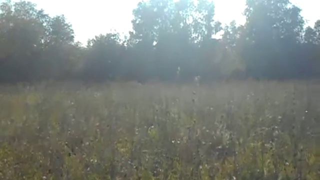 Василёк цветет смотреть онлайн