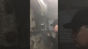 вешенка, обзор гребной фермы,построил своими руками дома