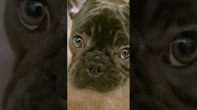 голубой французский бульдог, милые глазки смотреть онлайн