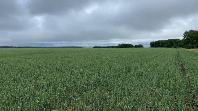 Пшеница осмотр поля смотреть онлайн