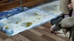 Кормление щенков цветных английских бульдогов