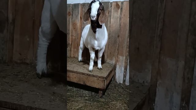 Бурский козлик. смотреть онлайн