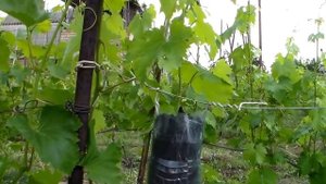 Выращивание саженцев НА КУСТЕ- воздушным отводком