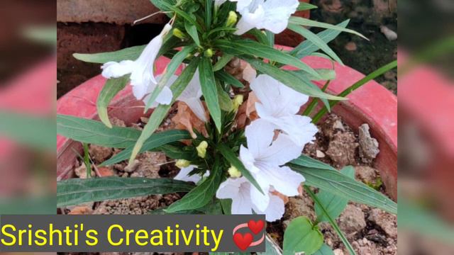#Mexican Petunia । #Ruellia angustifolia । смотреть онлайн