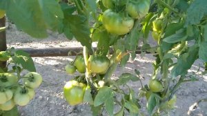 Томат- Сызранская ранняя любовь ?