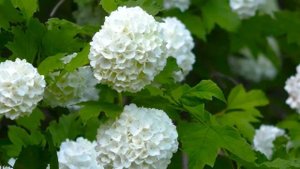 СОРТОВАЯ СИРЕНЬ / ЯБЛОНЕВЫЕ САДЫ / ЦАРСКИЕ ПАЛАТЫ / МУЗЕЙ-ЗАПОВЕДНИК КОЛОМЕНСКОЕ