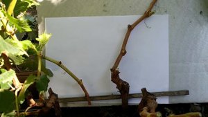 ? Как обрезать РАЗНОКАЛИБЕРНЫЙ виноград. Часть 3. Обрезка молодого винограда осенью.