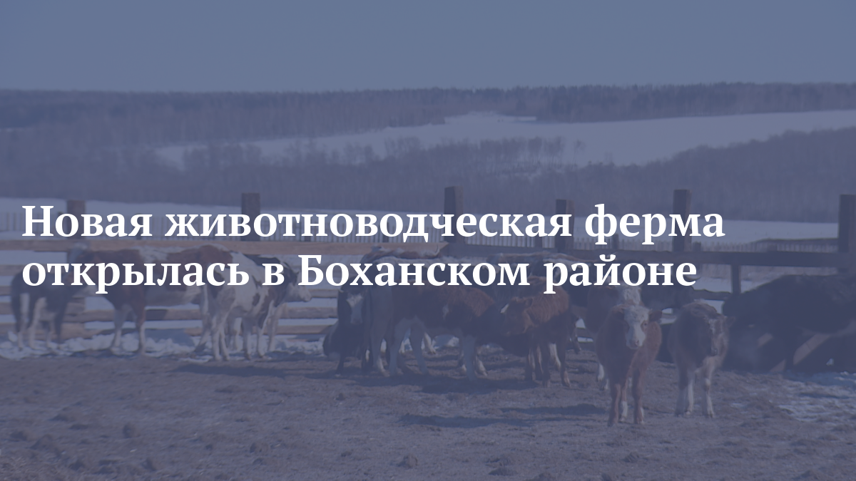 Новая животноводческая ферма открылась в Боханском районе