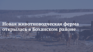 Новая животноводческая ферма открылась в Боханском районе