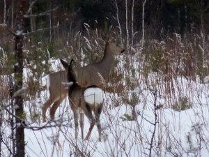 КАК ПОДОЙТИ К КОСУЛЯМ БЕЗ ВЕТРА ЗИМОЙ.mp4