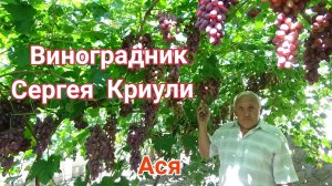 Виноград Ася на винограднике Сергея Криули