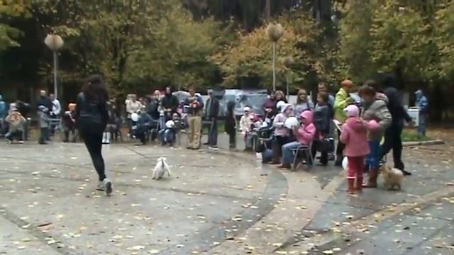 6 октября праздник для собак 5 смотреть онлайн