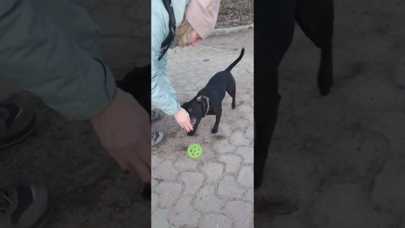 Staffie команда обход и игра с мячом! Стаффордширский Бультерьер #собака