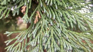 Lawson cypress - leaves & mixed cones - January 2020