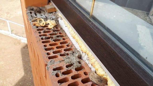 Чудовище живущее под окнами в вашем доме смотреть онлайн