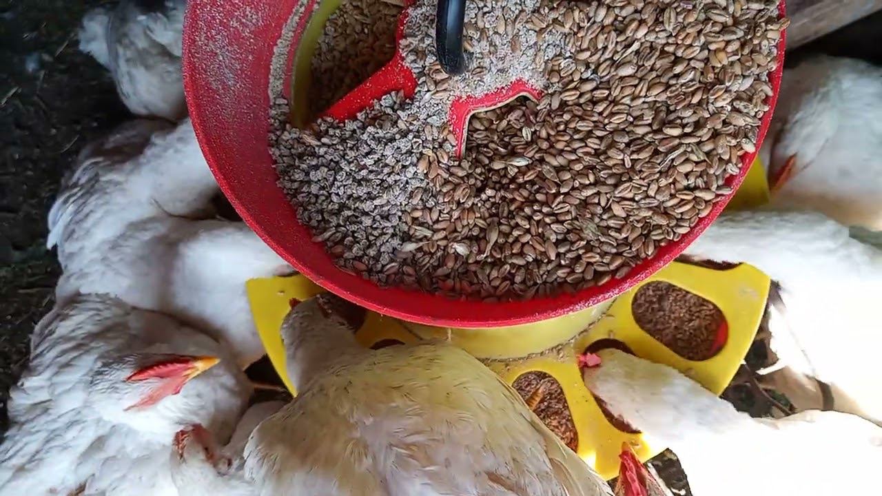 Вот так из кормушки #бройлерные цыплята клюют зерно и комбикорм