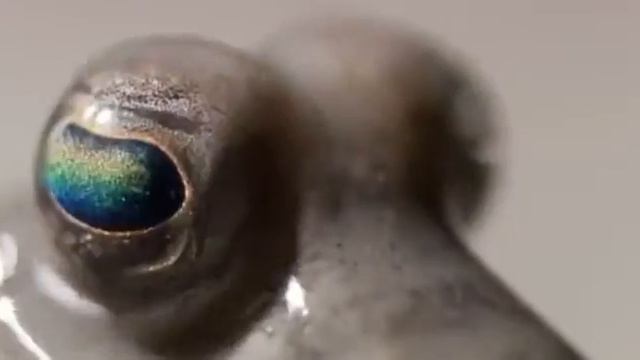 История планеты земля за 90 секунд смотреть онлайн