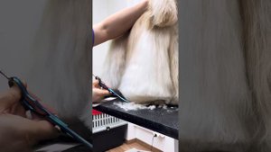 Стрижка лап американского кокер спаниеля от Екатерины Чеботаревой 🔥