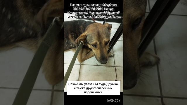 Наш подопечный Дружок заболел!? у бедняги отказ от еды и понос нам срочно нужна ваша помощь ? смотреть онлайн