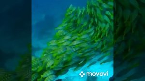 Хоопонопоно медитация меняющая жизнь