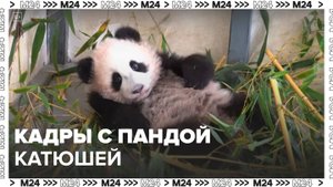 Директор Московского зоопарка поделилась кадрами с пандой Катюшей - Москва 24