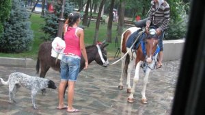 Упрямый ослик