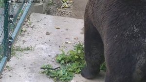 Дубовая ветка желудей для АвиаМедведя Мансура?.