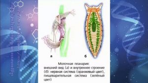 Биология 7 кл Пасечник $40 Общая характеристика червей. Тип Плоские черви
