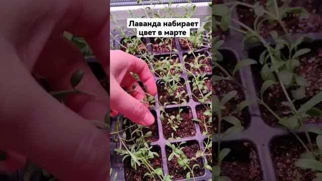 Лаванда посажена в январе, а уже набирает цвет. Вторая прищипка лаванды. смотреть онлайн