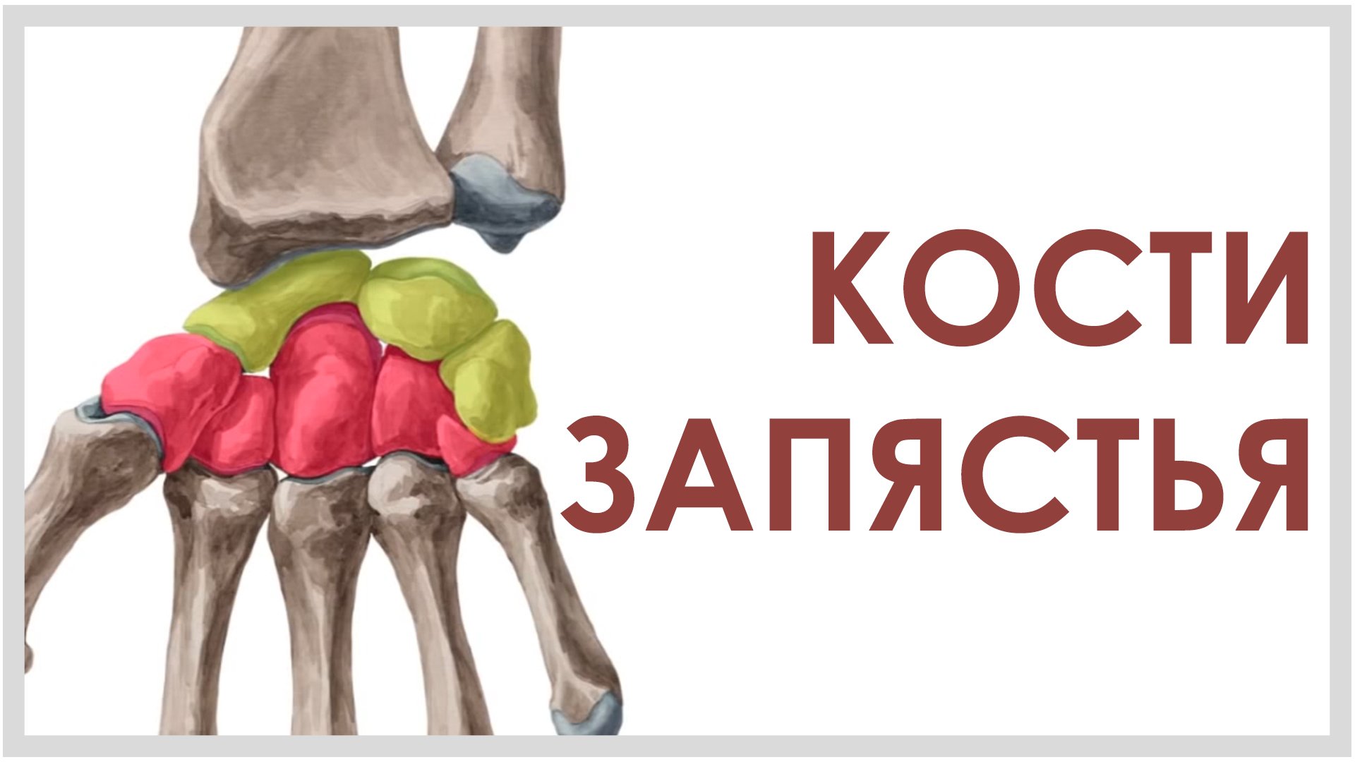 Кости запястья