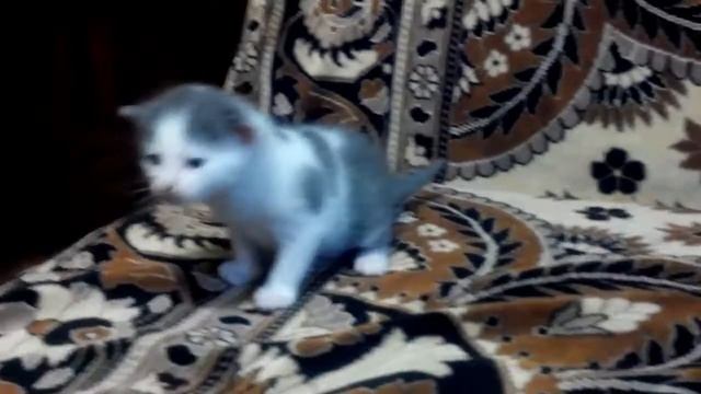 Два маленьких котенка смотреть онлайн