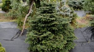 Abies cephalonica Meyer's Dwarf