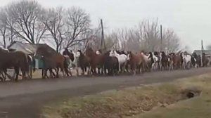 БОЛЬШОЙ ТАБУН / Перегон