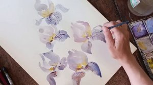 акварель рисования творчество живопись цветы ирисы