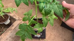 Рассада томатов без обработок ретардантами.Она такая разная?22 апреля 2021 г.