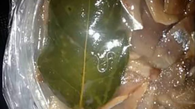 Целебные свойства селедки смотреть онлайн