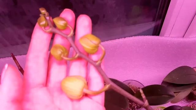 Обзор зацветающих моих редких орхидеи-бабочек смотреть онлайн