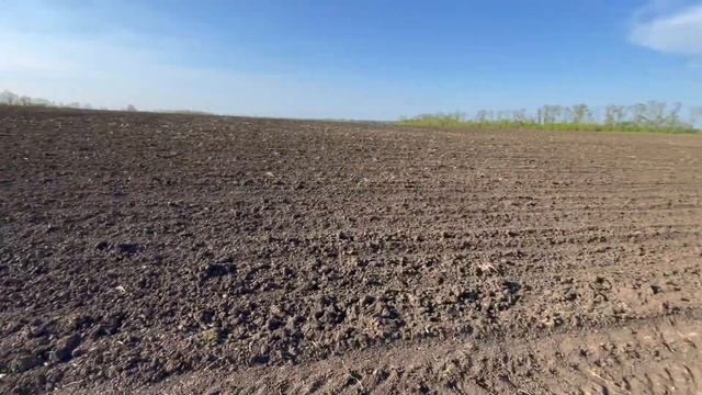 СЕВ ПОДСОЛНЕЧНИКА | Бакарди | Syngenta