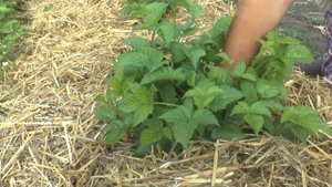 Как Формировать Ремонтантную Ежевику | Весенняя Формировка