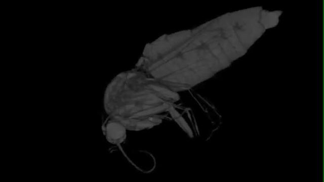 Micro-CT Scan of Live True Armyworm смотреть онлайн