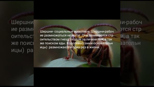 обыкновенный шершень (vespa crabro) смотреть онлайн