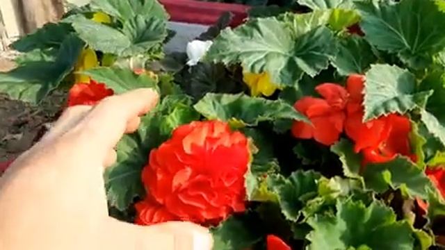 Подкормка Цветов ОСЕНЬЮ для Супер Цветения??? Удобрение для цветов.mp4