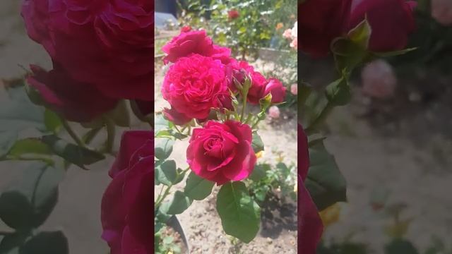 "Empire" rose, "Ампир" роза