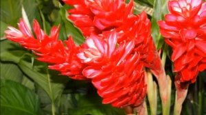 Выращивание Имбиря в домашних условиях как бизнес идея