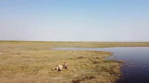 Охота на уток! Костюм из Китая, Aliexpress для охоты!