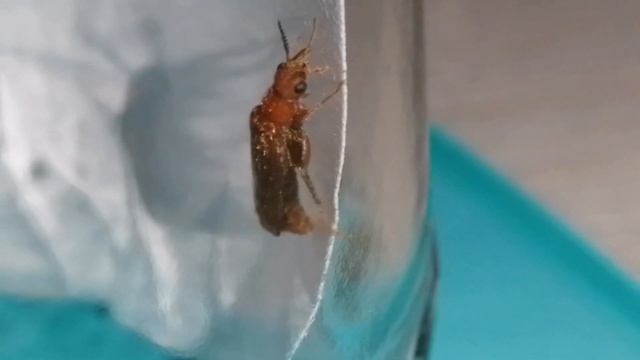 НАСЕКОМЫЕ - Мягкотелка смотреть онлайн