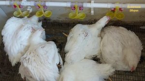 Зима. Бройлерам 45 дней.Вид, вес, тушка. Как удобно забивать бройлеров.