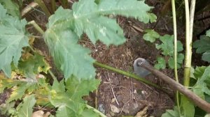 Тяпка против борщевика